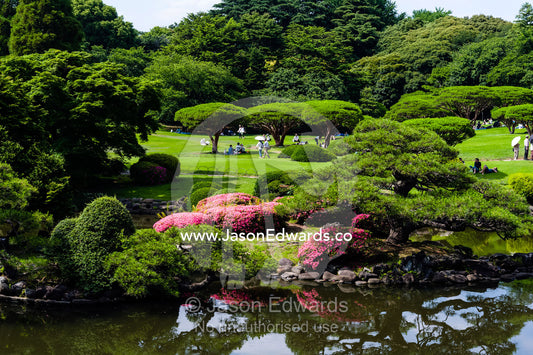A perfectly groomed and manicured traditional Japanese garden and lake. Shinjuku Gyoen National Garden, Shinjuku, Shibuya, Tokyo, Japan.