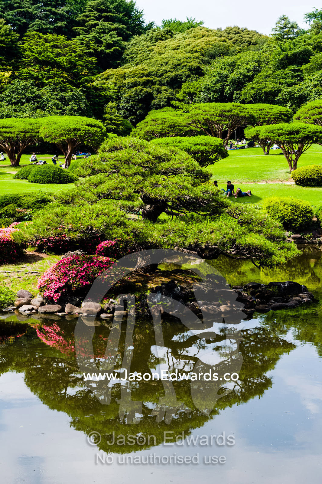 A perfectly groomed and manicured traditional Japanese garden and lake. Shinjuku Gyoen National Garden, Shinjuku, Shibuya, Tokyo, Japan.