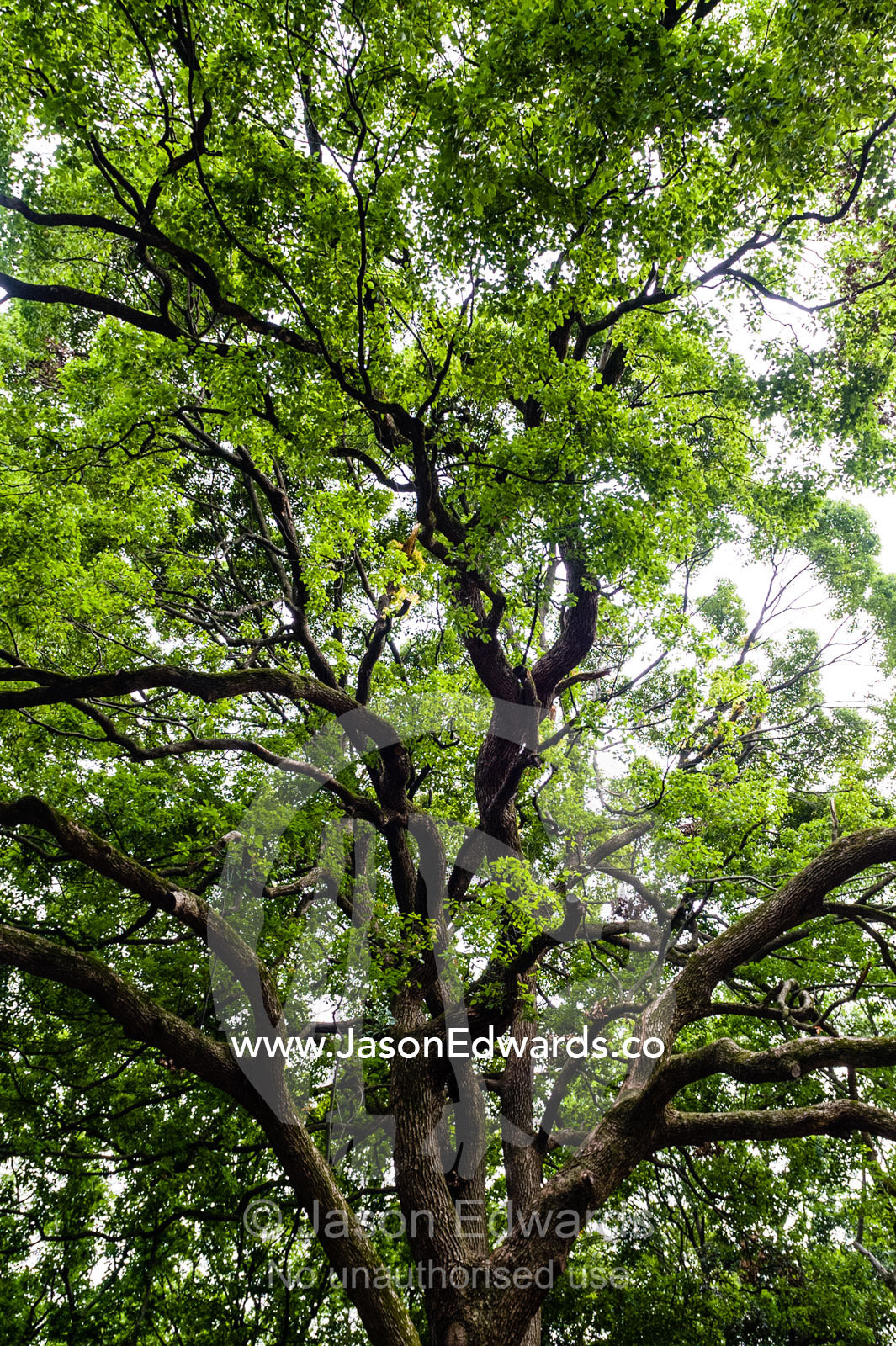 The sprawling canopy of an ancient tree in a traditional Japanese garden. Meiji Shrine, Shinto Shrine, Shibuya, Tokyo, Japan.