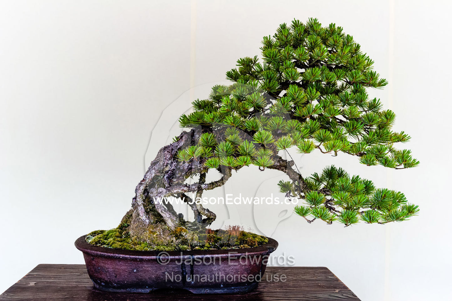 An ancient bonsai tree perfectly pruned and trained by bonsai masters over centuries. Meiji Shrine, Shinto Shrine, Shibuya, Tokyo, Japan.