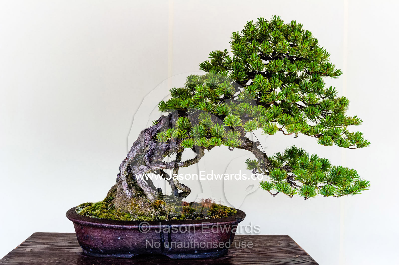 An ancient bonsai tree perfectly pruned and trained by bonsai masters over centuries. Meiji Shrine, Shinto Shrine, Shibuya, Tokyo, Japan.