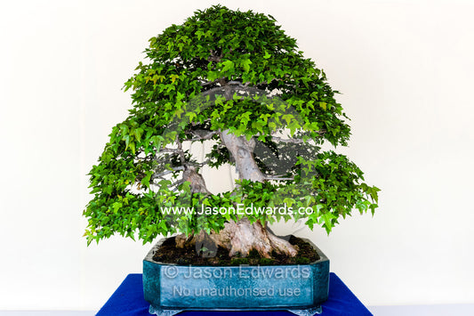 An ancient bonsai tree perfectly pruned and trained by bonsai masters over centuries. Meiji Shrine, Shinto Shrine, Shibuya, Tokyo, Japan.