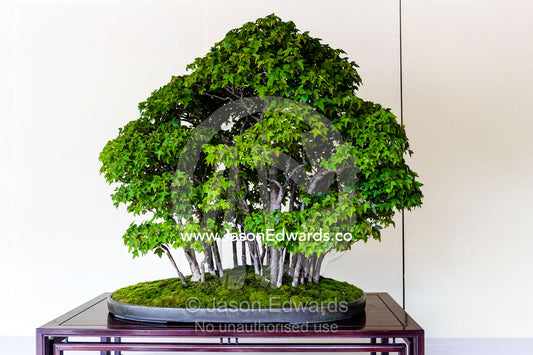 An ancient bonsai tree perfectly pruned and trained by bonsai masters over centuries. Meiji Shrine, Shinto Shrine, Shibuya, Tokyo, Japan.