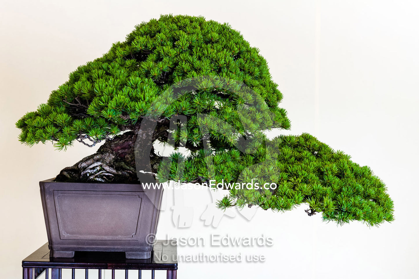 An ancient bonsai tree perfectly pruned and trained by bonsai masters over centuries. Meiji Shrine, Shinto Shrine, Shibuya, Tokyo, Japan.