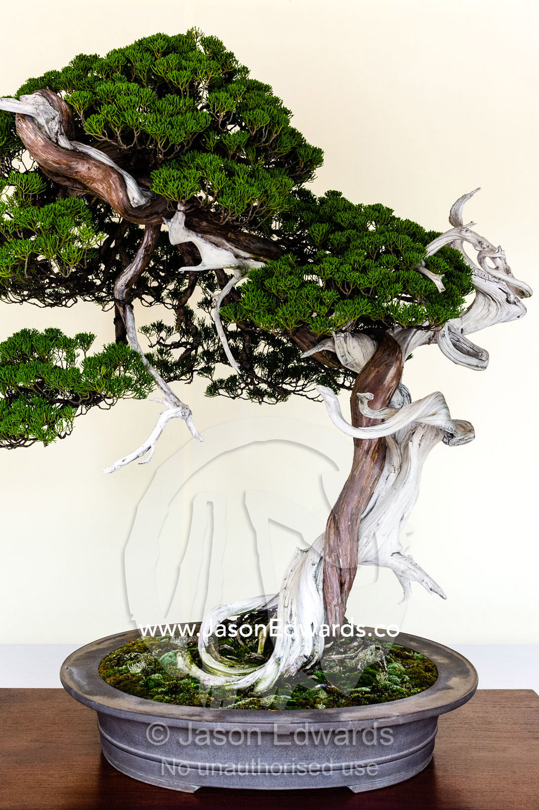 An ancient bonsai tree perfectly pruned and trained by bonsai masters over centuries. Meiji Shrine, Shinto Shrine, Shibuya, Tokyo, Japan.