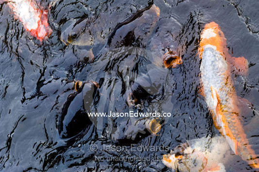 Koi Carp swimming on the surface of a pond searching for food. Meiji Shrine, Shinto Shrine, Shibuya, Tokyo, Japan.