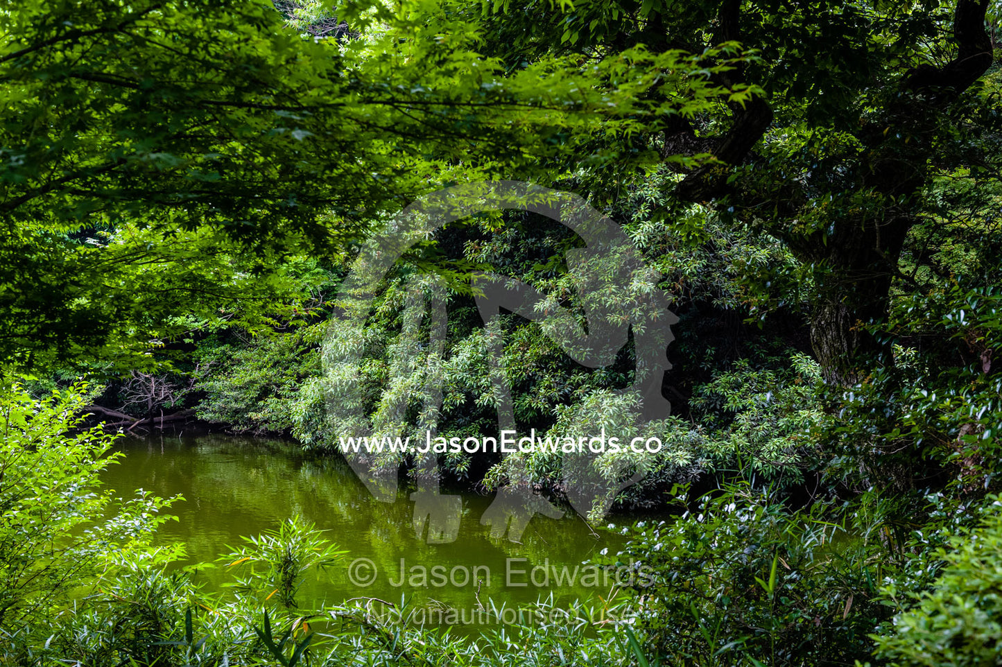 Lush gardens surround a pond in a traditional Japanese garden. Meiji Shrine, Shinto Shrine, Shibuya, Tokyo, Japan.