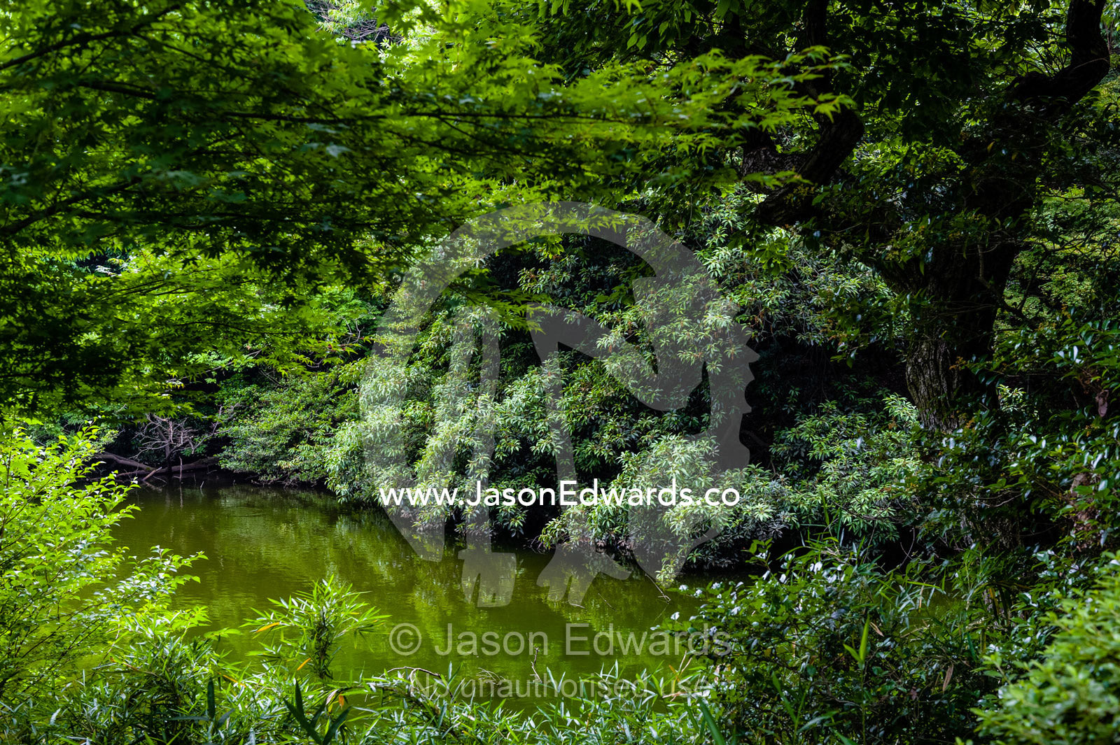 Lush gardens surround a pond in a traditional Japanese garden. Meiji Shrine, Shinto Shrine, Shibuya, Tokyo, Japan.