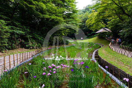 Ponds full of Iris flowers in bloom in a traditional Japanese garden. Meiji Shrine, Shinto Shrine, Shibuya, Tokyo, Japan.