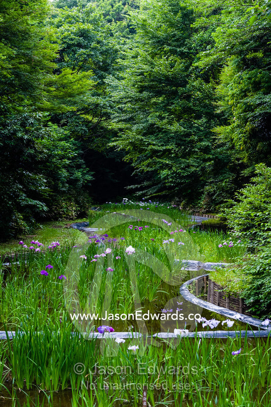 Ponds full of Iris flowers in bloom in a traditional Japanese garden. Meiji Shrine, Shinto Shrine, Shibuya, Tokyo, Japan.