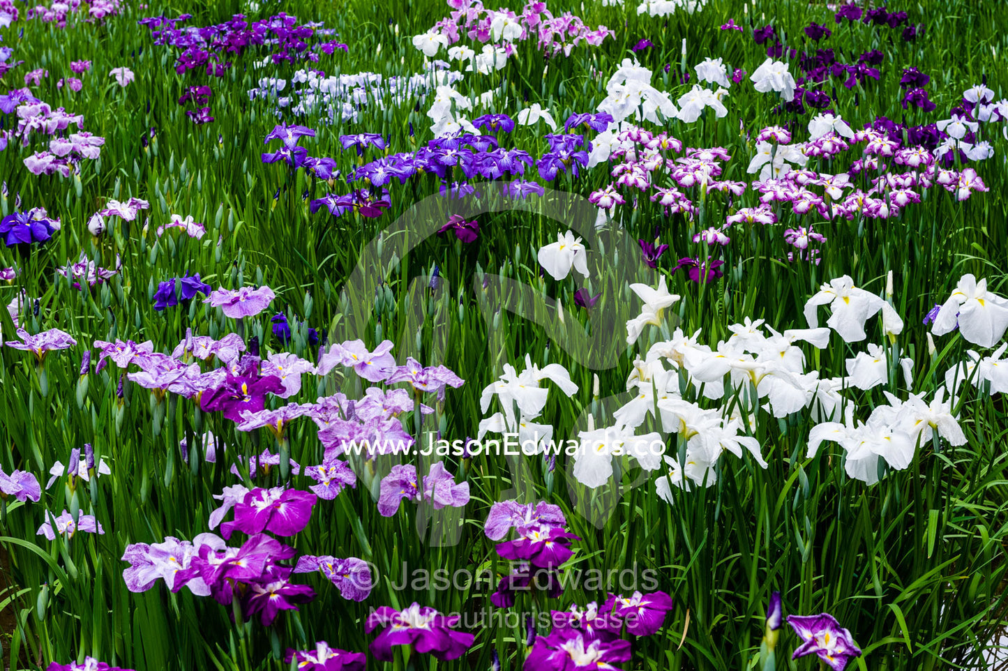 Ponds full of Iris flowers in bloom in a traditional Japanese garden. Meiji Shrine, Shinto Shrine, Shibuya, Tokyo, Japan.