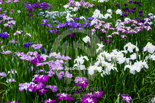 Ponds full of Iris flowers in bloom in a traditional Japanese garden. Meiji Shrine, Shinto Shrine, Shibuya, Tokyo, Japan.