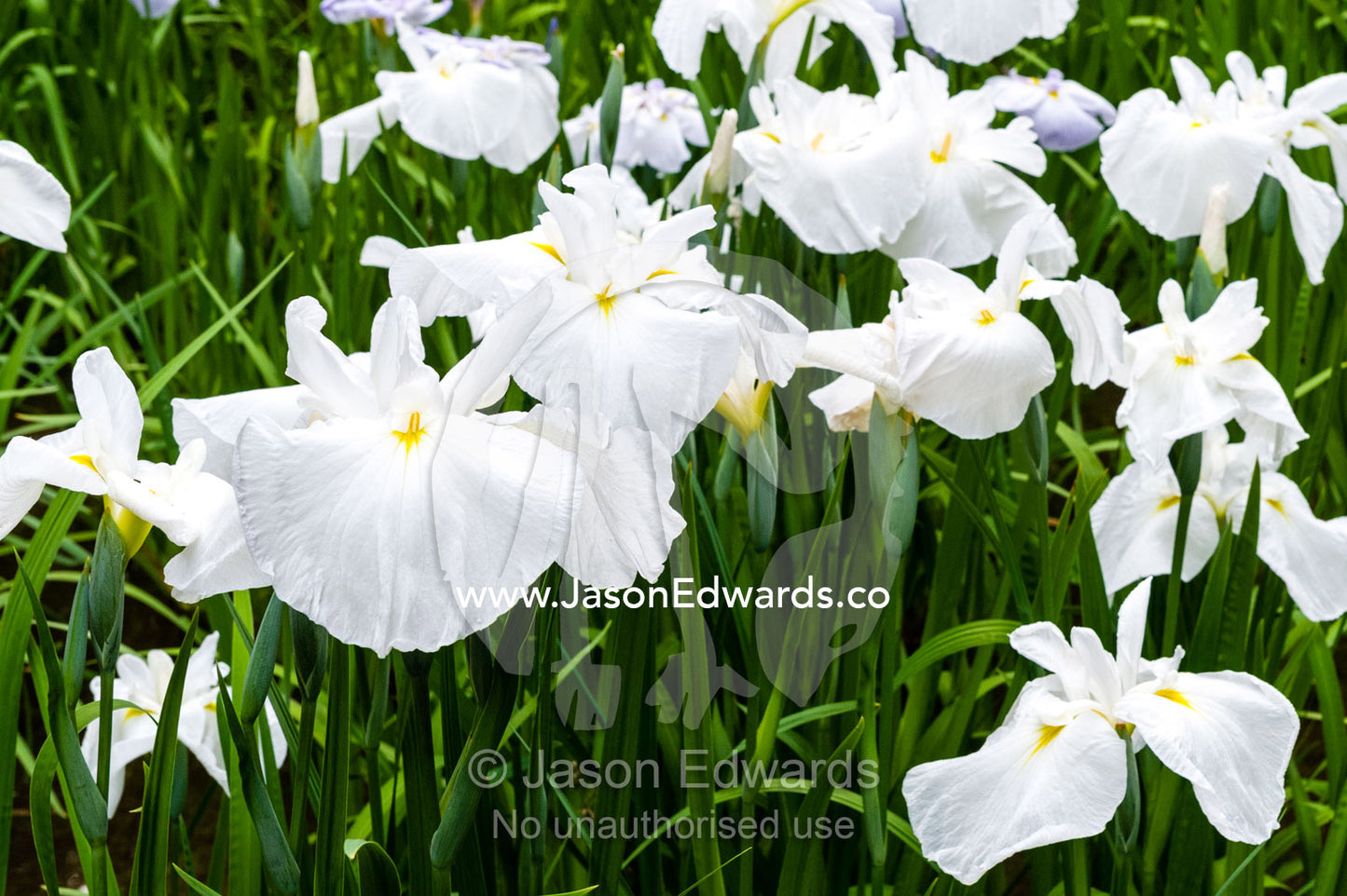 Ponds full of Iris flowers in bloom in a traditional Japanese garden. Meiji Shrine, Shinto Shrine, Shibuya, Tokyo, Japan.