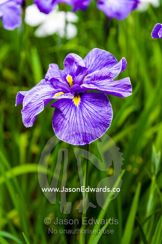 Ponds full of Iris flowers in bloom in a traditional Japanese garden. Meiji Shrine, Shinto Shrine, Shibuya, Tokyo, Japan.