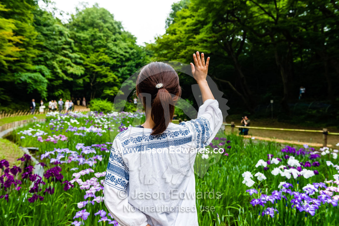 A Japanese tourist waving at a friend over a pond full of Iris flowers in bloom in a traditional Japanese garden. Meiji Shrine, Shinto Shrine, Shibuya, Tokyo, Japan.