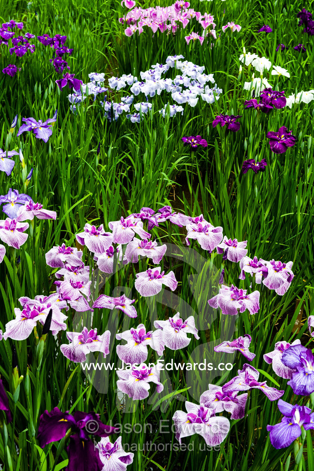 Ponds full of Iris flowers in bloom in a traditional Japanese garden. Meiji Shrine, Shinto Shrine, Shibuya, Tokyo, Japan.