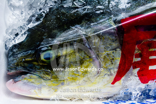 A Mahi Mahi fish sealed in plastic and placed in ice for sale in a fish market. Tsukiji Market, Tsukiji, Chuo, Tokyo.
