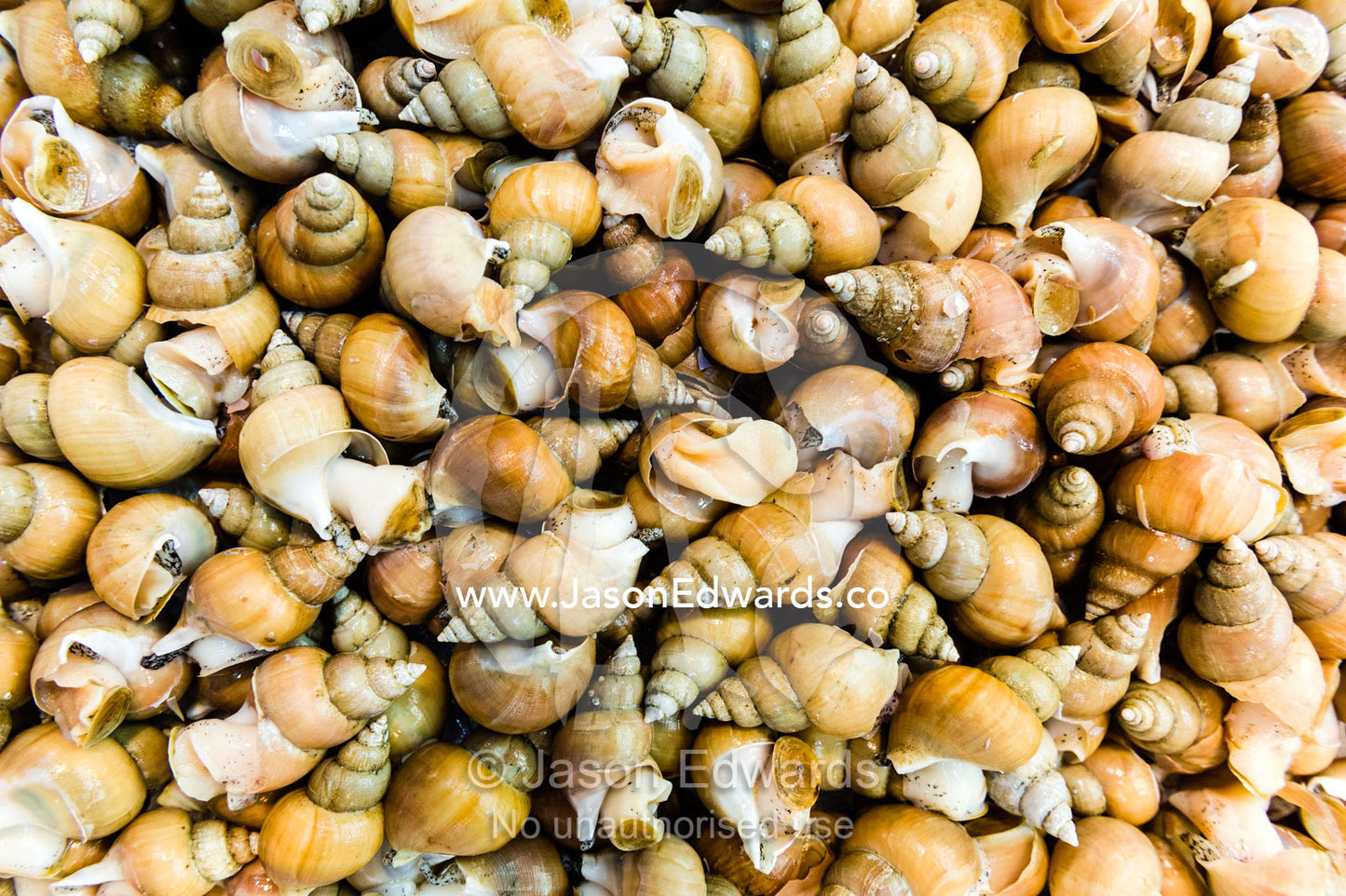 The textured surface of a tub full of Sea Snails for sale in a fish market. Tsukiji Market, Tsukiji, Chuo, Tokyo.