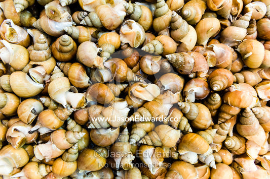 The textured surface of a tub full of Sea Snails for sale in a fish market. Tsukiji Market, Tsukiji, Chuo, Tokyo.