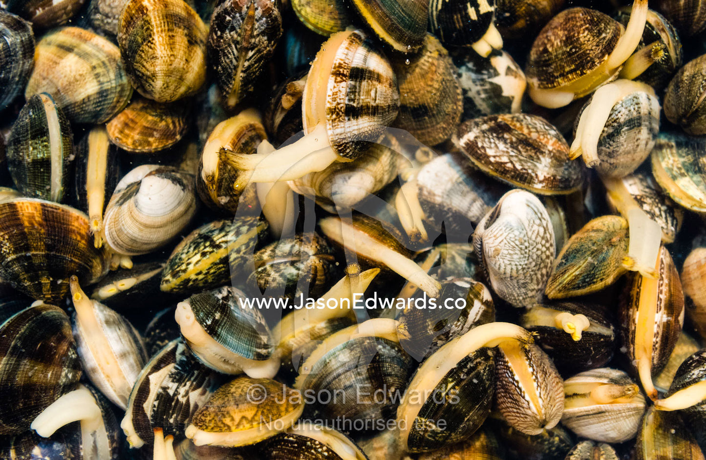 A swarm of molluscs in a bucket of water for sale in a fish market. Tsukiji Market, Tsukiji, Chuo, Tokyo.