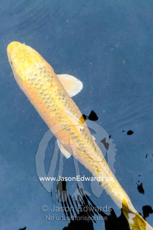A yellow Koi Carp swimming at the surface of a pond. Unryu Onsen, Izu Peninsula, Shizuoka Prefecture, Japan.