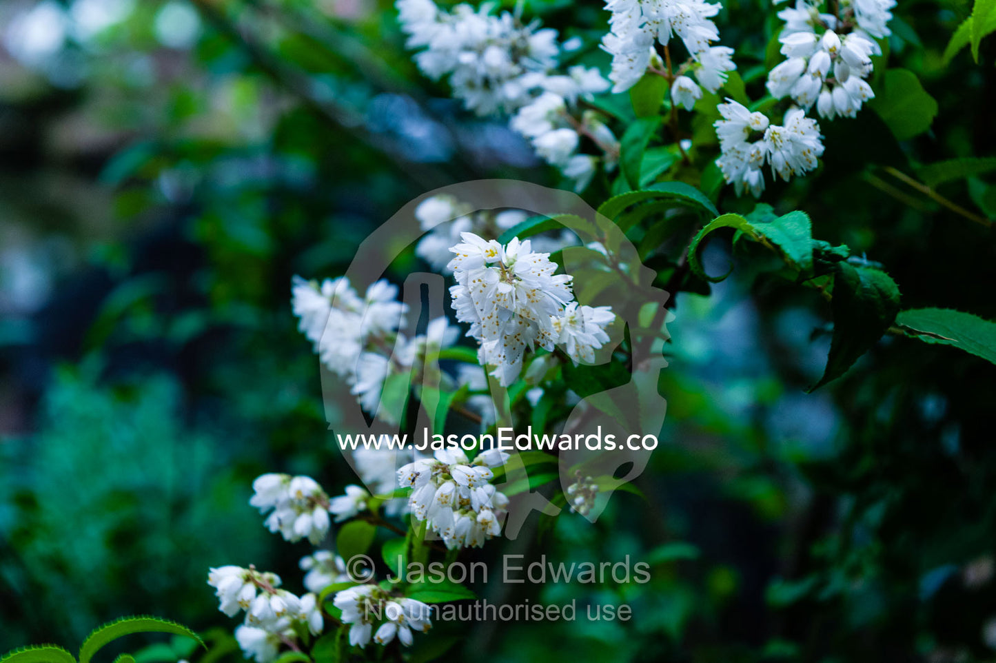 Japanese cherry blossoms in a traditional garden. Unryu Onsen, Izu Peninsula, Shizuoka Prefecture, Japan.