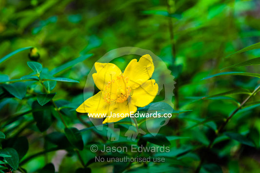 The broad petals and stamens of a canary yellow flower on a mountainside. Unryu Onsen, Izu Peninsula, Shizuoka Prefecture, Japan.