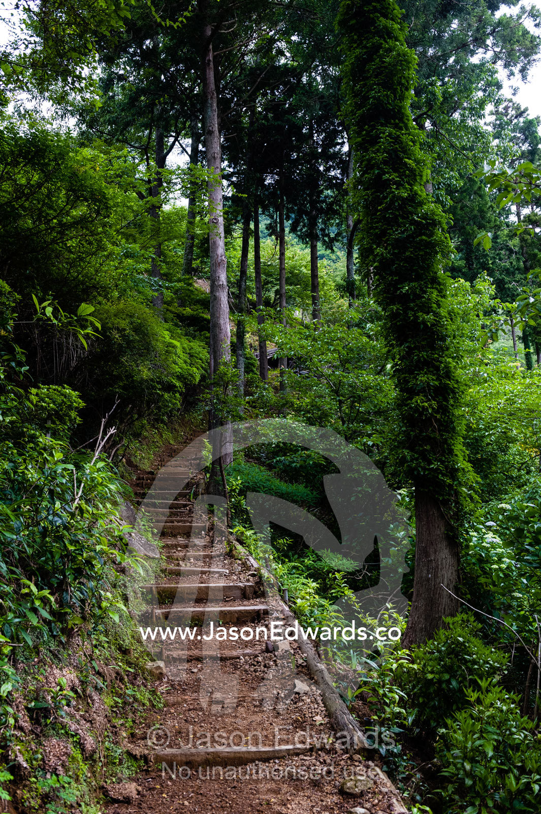 Stairs on a forest trail leads up a mountainside. Unryu Onsen, Izu Peninsula, Shizuoka Prefecture, Japan.