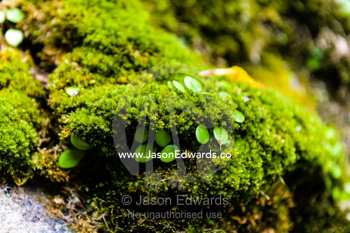 A moss and bryophyte covered rock in a forest. Unryu Onsen, Izu Peninsula, Shizuoka Prefecture, Japan.