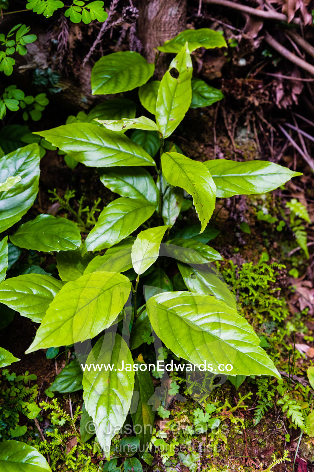 Veined lime green leaves growing from a vine on a mountainside. Unryu Onsen, Izu Peninsula, Shizuoka Prefecture, Japan.