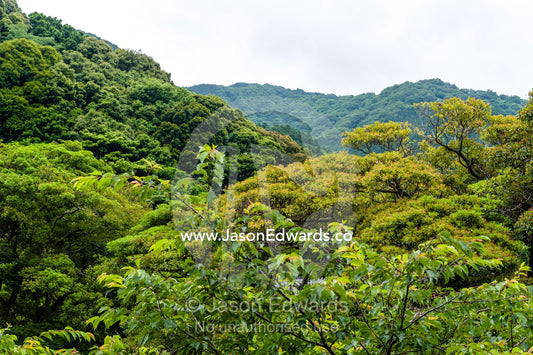 Heavily forested mountains and valleys on a coastal peninsula. Unryu Onsen, Izu Peninsula, Shizuoka Prefecture, Japan.