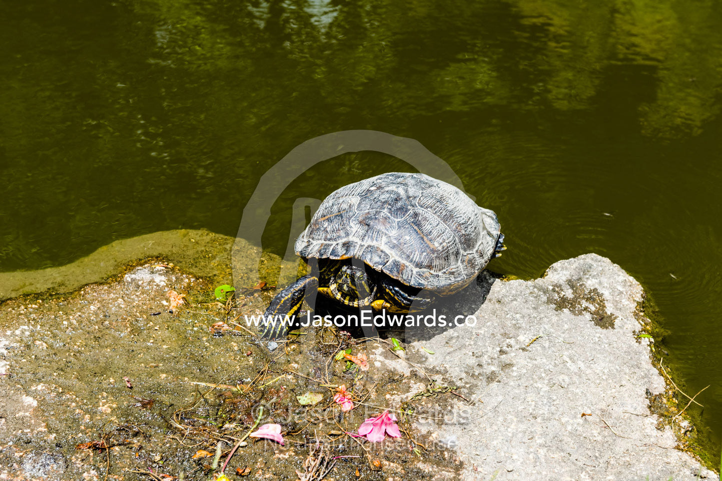 A Red-eared Slider turtle sun basking by a pond. Kiyomizu-dera Temple, Higashiyama Ward, Kyoto, Kyoto Prefecture, Japan.
