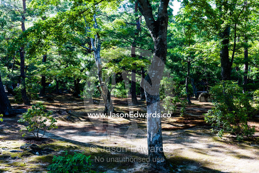 A path through a tranquil garden near the Temple of the Golden Pavilion. Temple of the Golden Pavilion, Kinkaku-ji, Kyoto, Japan.