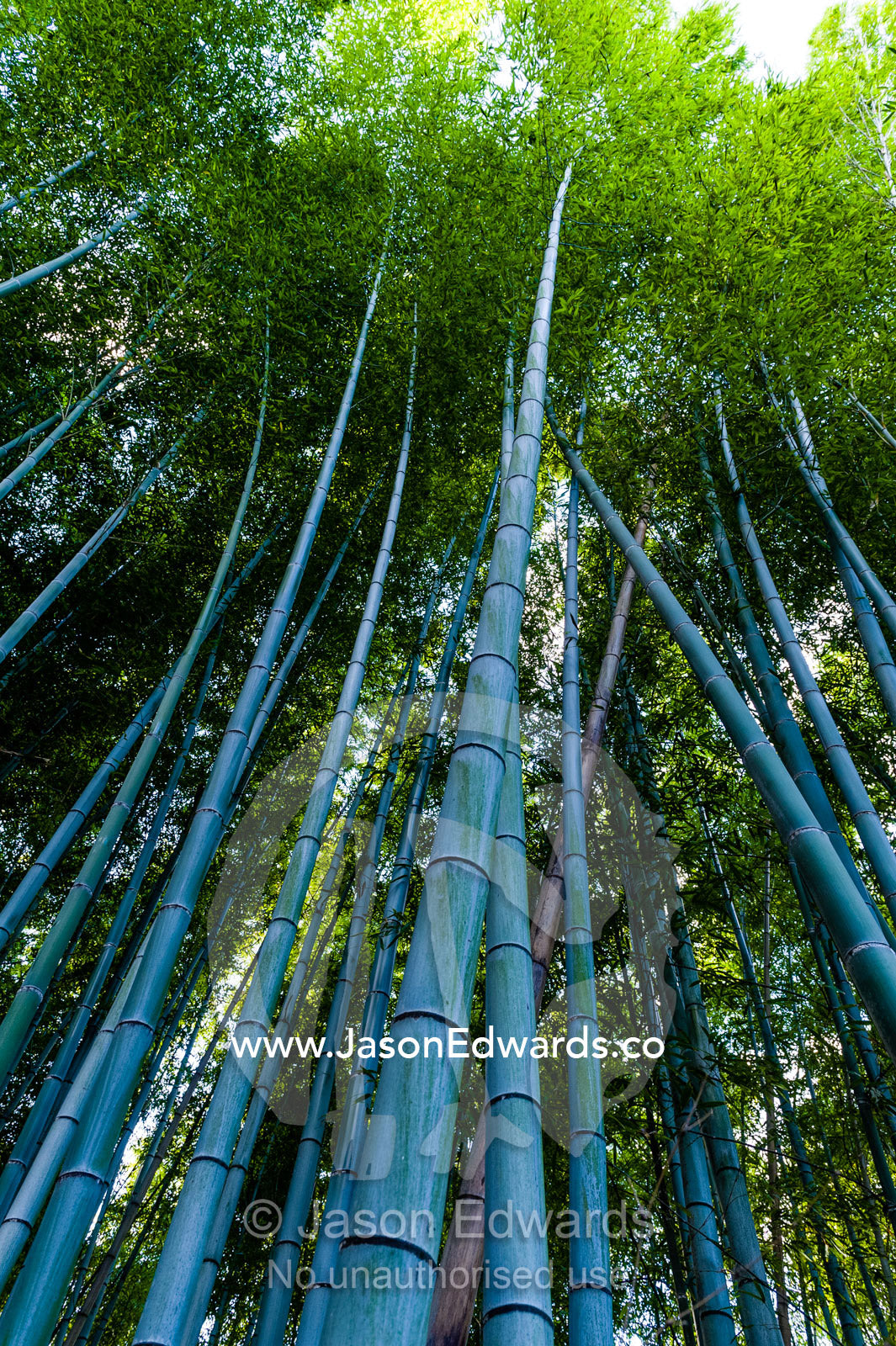 Dappled sunlight passes between the ribbed trunks of a Giant Bamboo forest. Sagano Bamboo Forest, Arashiyama Bamboo Grove, Arashiyama District, Kyoto, Japan.