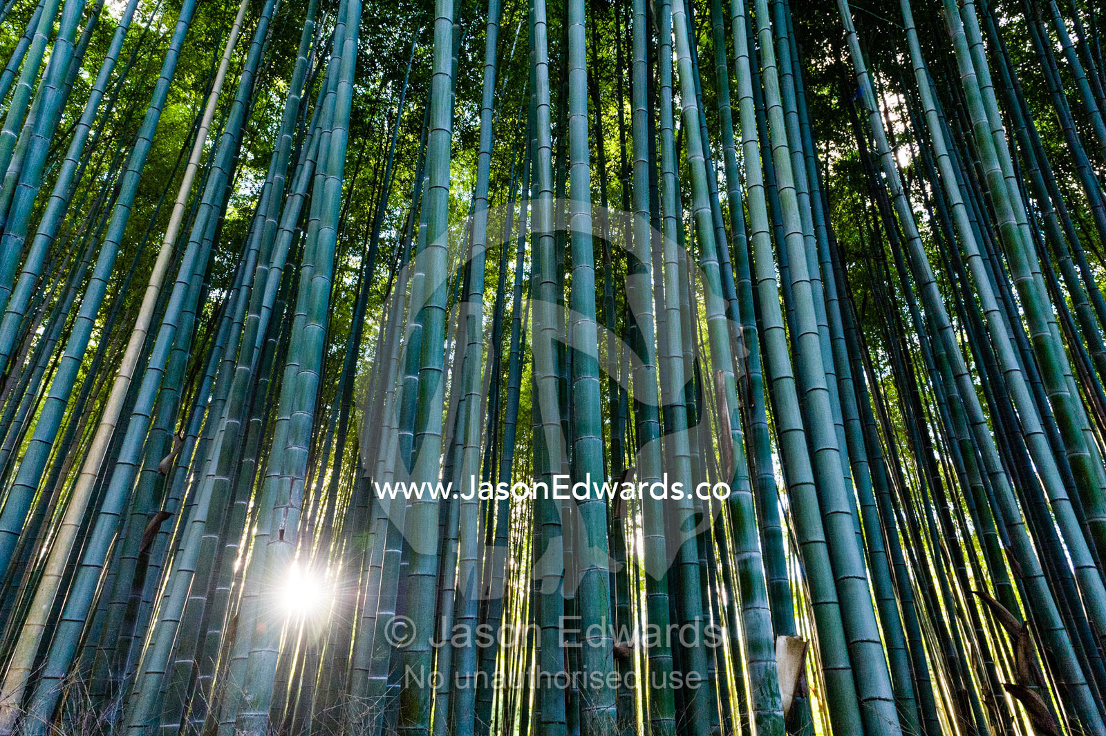 Dappled sunlight passes between the ribbed trunks of a Giant Bamboo forest. Sagano Bamboo Forest, Arashiyama Bamboo Grove, Arashiyama District, Kyoto, Japan.