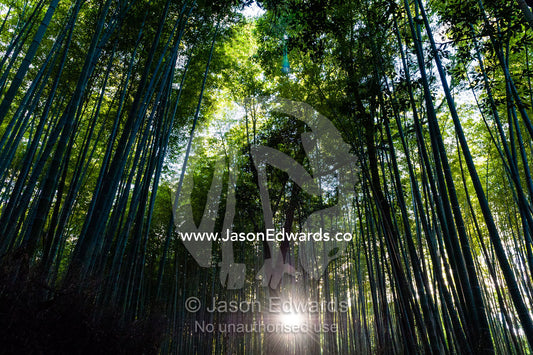 Dappled sunlight passes between the ribbed trunks of a Giant Bamboo forest. Sagano Bamboo Forest, Arashiyama Bamboo Grove, Arashiyama District, Kyoto, Japan.