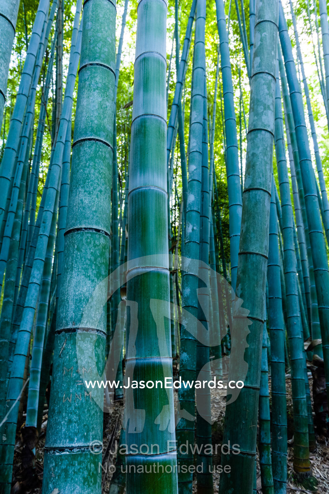 The powdered and ribbed trunks of a dense thicket of Giant Bamboo. Sagano Bamboo Forest, Arashiyama Bamboo Grove, Arashiyama District, Kyoto, Japan.