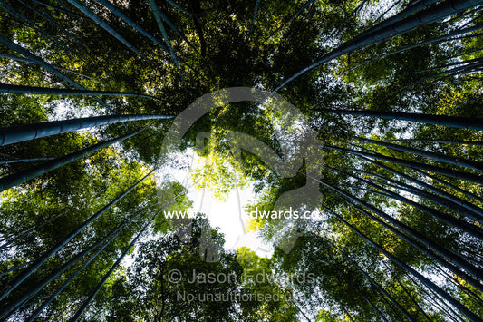 Dappled sunlight passes between the ribbed trunks of a Giant Bamboo forest. Sagano Bamboo Forest, Arashiyama Bamboo Grove, Arashiyama District, Kyoto, Japan.
