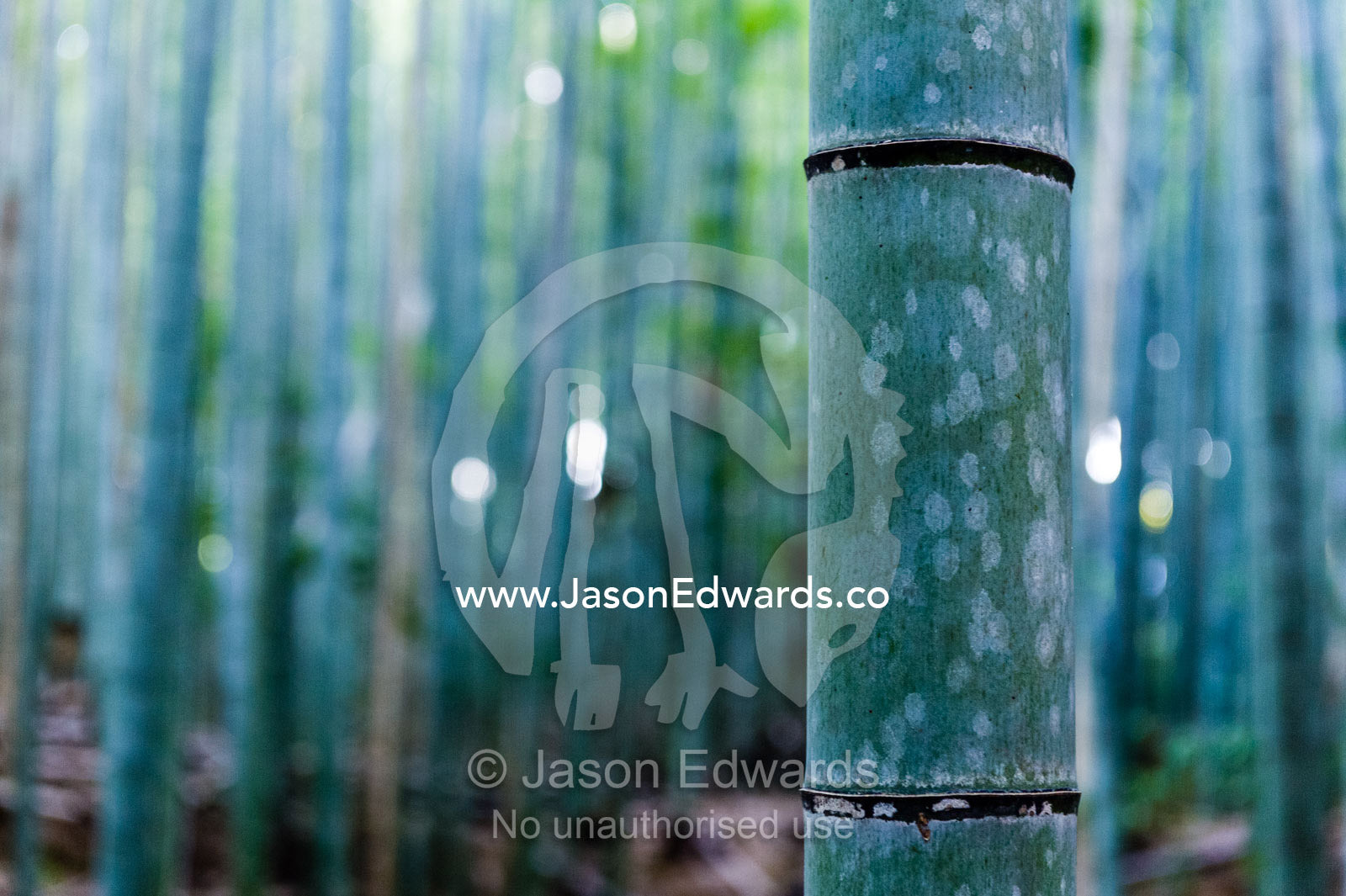 The powdered and ribbed trunks of a dense thicket of Giant Bamboo. Sagano Bamboo Forest, Arashiyama Bamboo Grove, Arashiyama District, Kyoto, Japan.