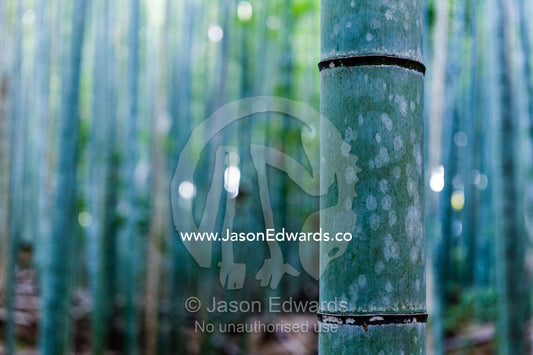 The powdered and ribbed trunks of a dense thicket of Giant Bamboo. Sagano Bamboo Forest, Arashiyama Bamboo Grove, Arashiyama District, Kyoto, Japan.