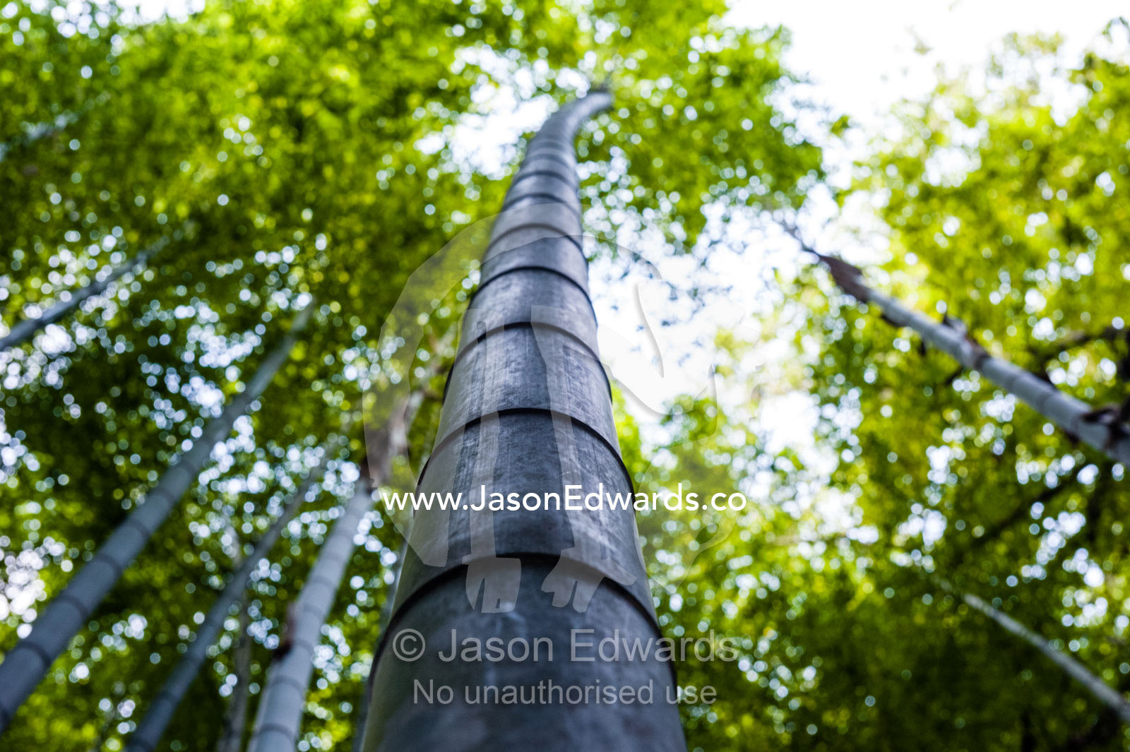 Dappled sunlight passes between the ribbed trunks of a Giant Bamboo forest. Sagano Bamboo Forest, Arashiyama Bamboo Grove, Arashiyama District, Kyoto, Japan.