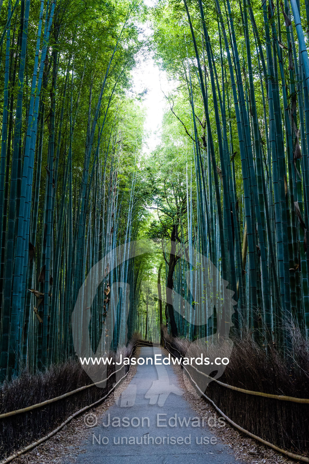 Dappled sunlight on a path through the towering trunks of a Giant Bamboo forest. Sagano Bamboo Forest, Arashiyama Bamboo Grove, Arashiyama District, Kyoto, Japan.