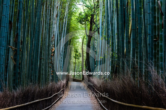 Dappled sunlight on a path through the towering trunks of a Giant Bamboo forest. Sagano Bamboo Forest, Arashiyama Bamboo Grove, Arashiyama District, Kyoto, Japan.