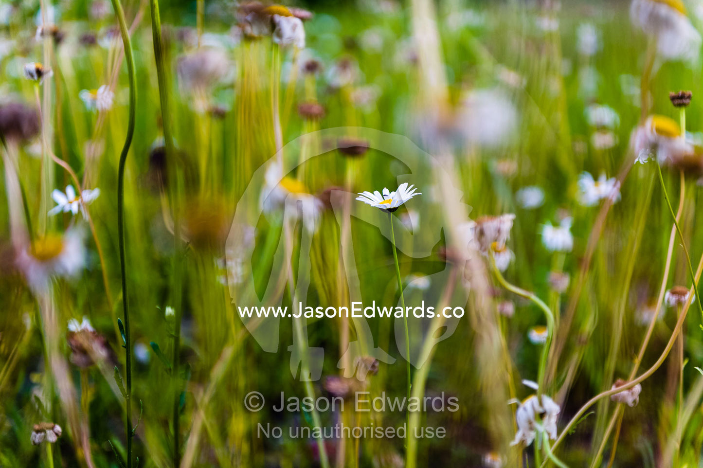 Delicate wildflowers growing in a bamboo forest pond. Arashiyama Bamboo Grove, Arashiyama District, Kyoto, Japan.