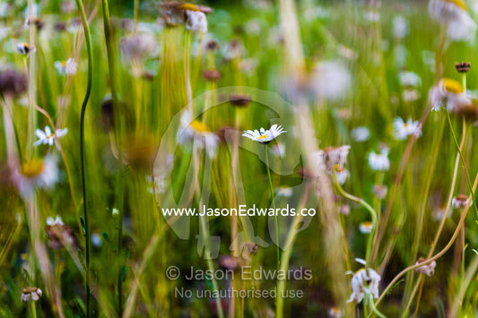 Delicate wildflowers growing in a bamboo forest pond. Arashiyama Bamboo Grove, Arashiyama District, Kyoto, Japan.