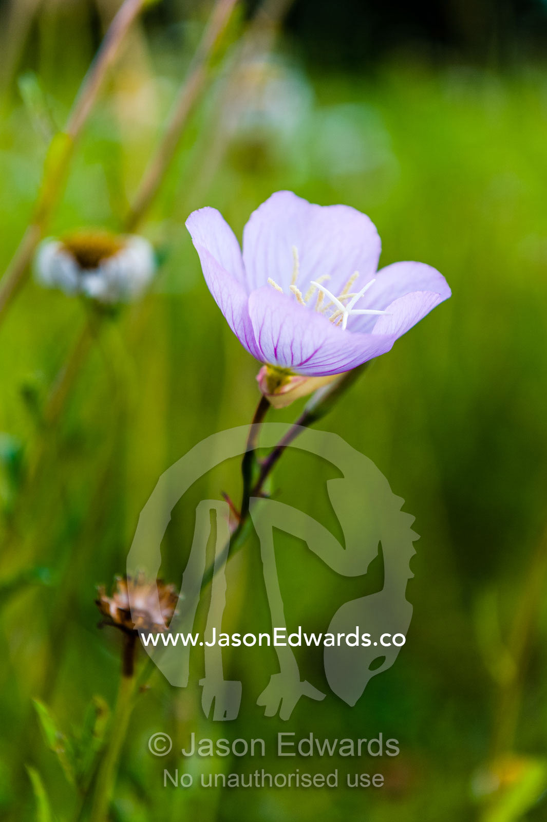 A delicate pastel purple wildflower growing in a bamboo forest pond. Arashiyama Bamboo Grove, Arashiyama District, Kyoto, Japan.