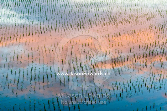 Peach pastel clouds reflected in the still surface of a rice paddy. Arashiyama Bamboo Grove, Arashiyama District, Kyoto, Japan.