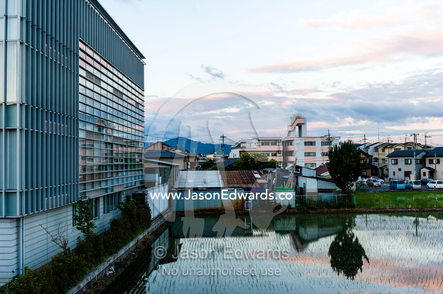 A small rice paddy next to an office building in Japan. Arashiyama Bamboo Grove, Arashiyama District, Kyoto, Japan.