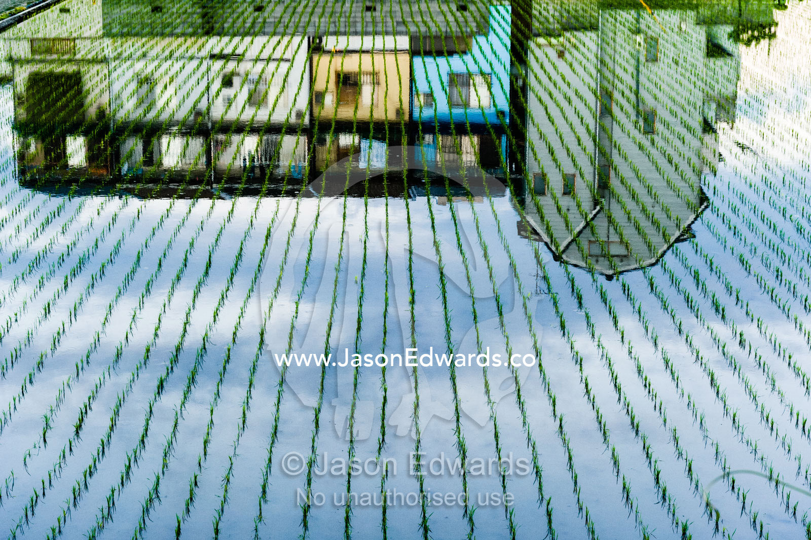 Houses reflected in the still surface of a rice paddy in a Japanese suburb. Arashiyama Bamboo Grove, Arashiyama District, Kyoto, Japan.