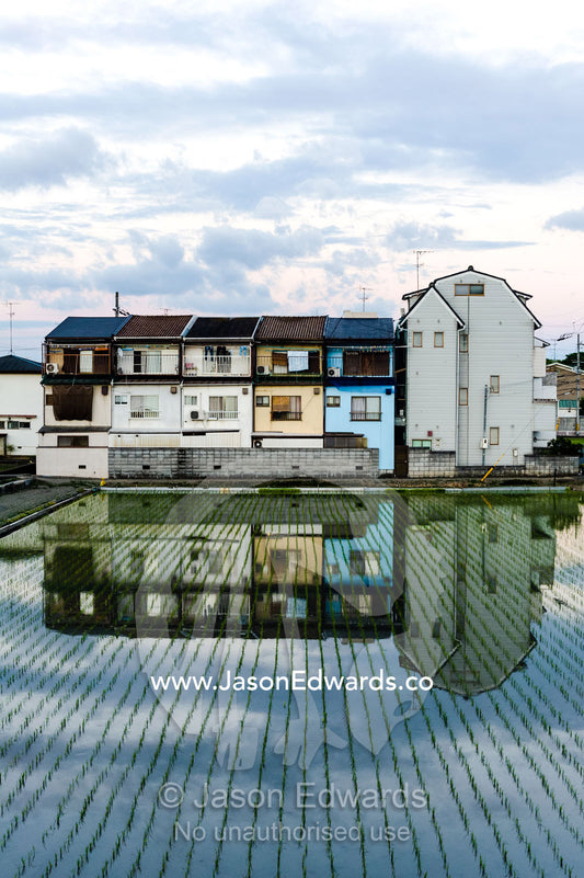 Houses reflected in the still surface of a rice paddy in a Japanese suburb. Arashiyama Bamboo Grove, Arashiyama District, Kyoto, Japan.